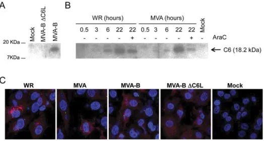 Figure 2. Characterization of C6 expression and localization. DF-1 cells were infected with 5 PFU/cell of MVA-B and MVA-B DC6L (A) or WR and MVA (B) in the presence or absence of AraC (B)