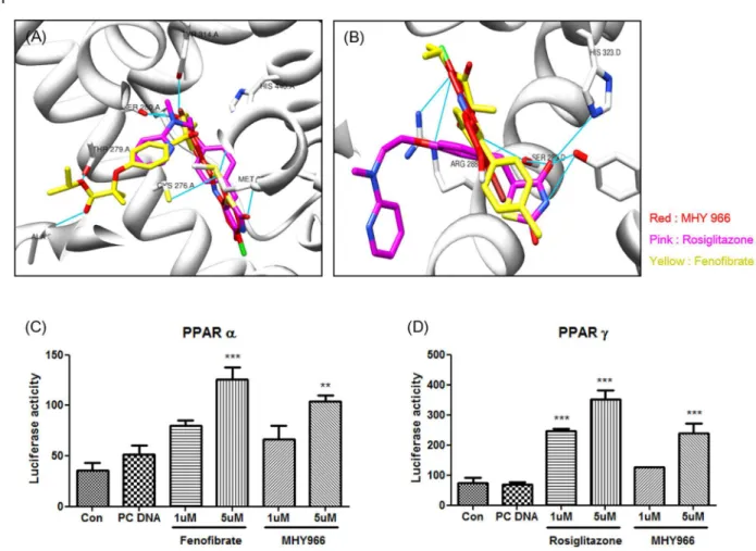 Figure  1.    MHY  966  functioned  as  a  PPAR  α/γ  dual  agonist.    (A)  and  (B),  Docking  simulation  was  performed  to  identify interaction between LBD and MHY 966