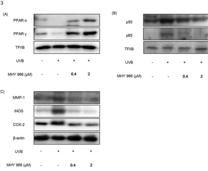 Figure  3.    MHY  966  both  activated  PPAR  α  and  γ,  and  inhibited  inflammatory  responses  in  UVB-induced  HRM2  mouse skins