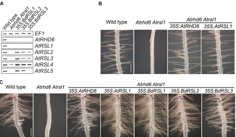 Fig 5. The function B. distachyon and A. thaliana RSL class I genes is conserved. (A) Steady state levels of AtRSL class I and class II mRNA in Atrhd6 Atrsl1 double mutants, and in Atrhd6 Atrsl1 double mutants transformed BdRSL class I genes under the cont
