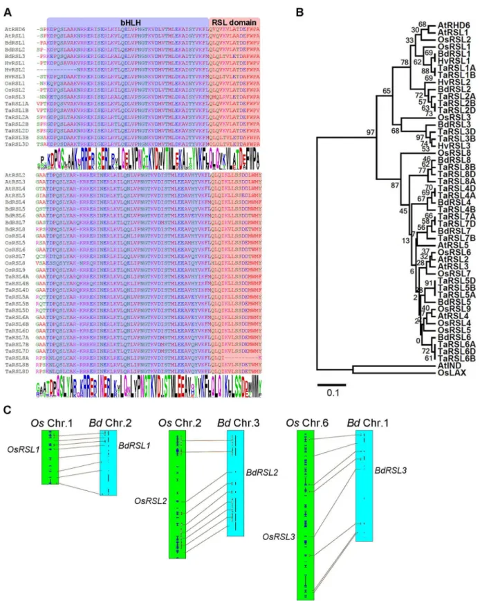 Fig 1. Genes encoding RSL class I proteins are present in the genomes of members of the grass family