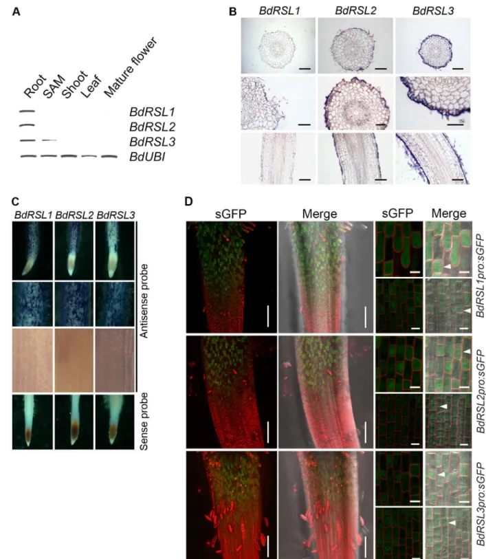 Fig 2. RSL class I genes are expressed in B. distachyon root hair cells. (A) Representative semi-quantitative RT-PCR analysis of steady state levels of RSL class I mRNA in different tissues and organs; root, shoot apical meristem (SAM), shoot, leaf and mat