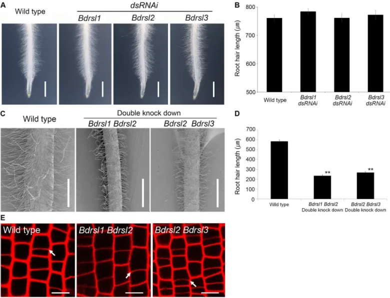 Fig 4. RSL class I genes act after the asymmetric cell division that forms root hair cells in B