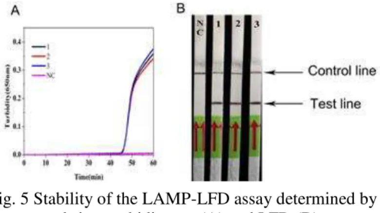 Fig. 5 Stability of the LAMP-LFD assay determined by    real-time turbidimeter (A) and LFD (B);   