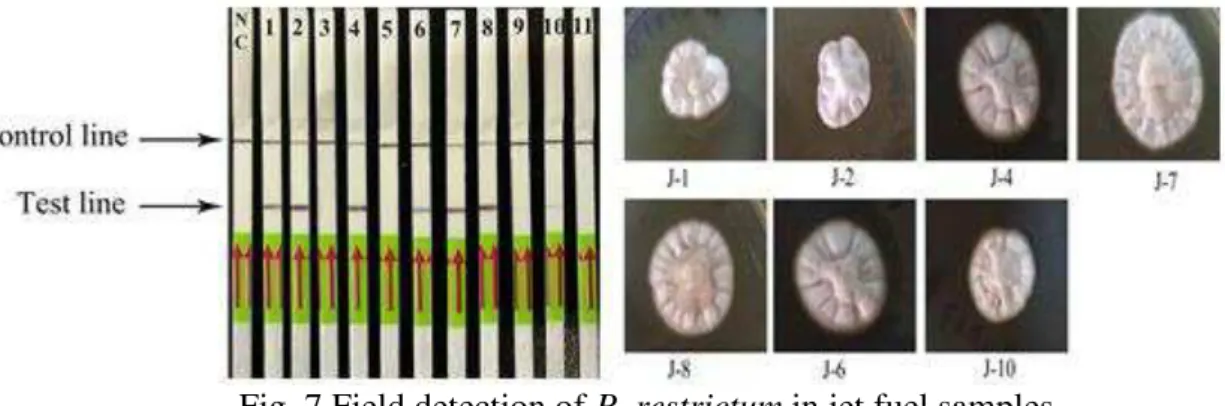 Fig. 7 Field detection of P. restrictum in jet fuel samples   