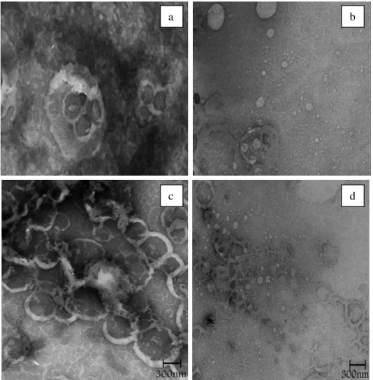 Figure 3. TEM image in different fields of the celecoxib containing liposomes prepared by thin film method (a-d).