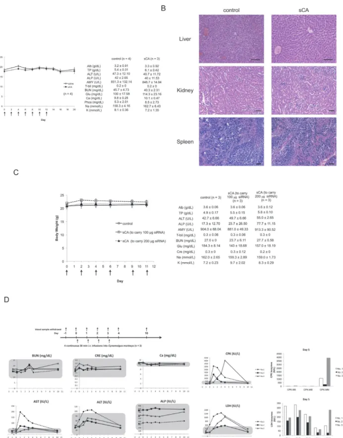 Fig 5. In vivo toxicity study on sCA in animals. sCA nanoparticles alone were i.v. administered to mice on days 0, 2, 4, 6, 8, 10, and 12