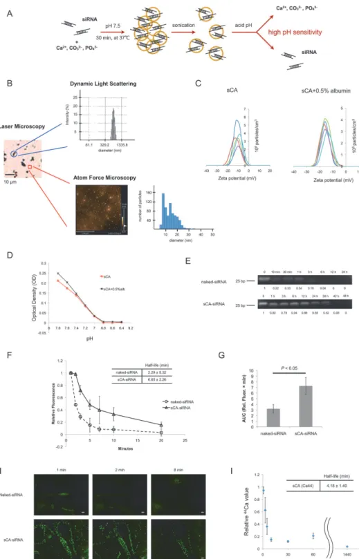 Fig 1. Characterization of super carbonate apatite (sCA). (A) Schematic presentation of sCA