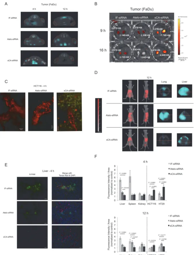 Fig 3. Bio-distribution of sCA-siRNA in normal and tumor tissues. (A) CT imaging of Alexa Fluor 750 labeled siRNA in FaDu tumors at 4 and 12 h