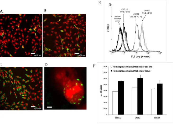 Figure 1. CXCL12, CXCR3, and CXCR4 expression by human glaucomatous trabecular tissue and a trabecular cell line