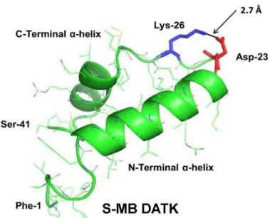 Figure 1 Linear sequence and homology-modeled ribbon structure of Super Mini-B (S-MB) DATK peptide