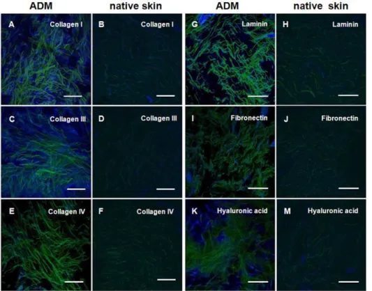 Table 1. Summary of immunostaining with human