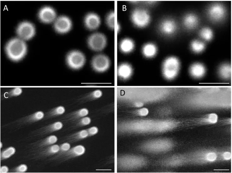 Figure 1 summarizes the significance of proteolysis with trypsin in order to dissociate DNA from the nuclear DNA binding components