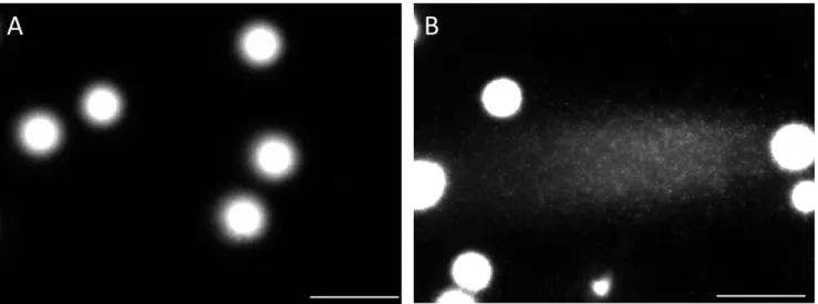 Figure 6. Comparison of the embedded sperm that were lysed without trypsin between the purified fraction and the ejaculate.