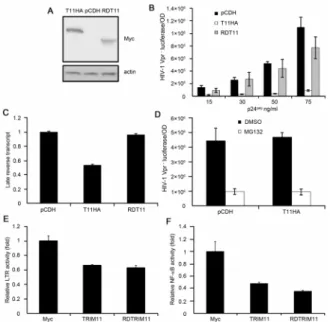 Figure 4. Effects of the RING domain and proteasome system on the functioning of TRIM11