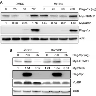 Figure 7. Effects of proteasomes and VprBP on the regulation of TRIM11 by Vpr. A. HEK293 cells were cotransfected with different amounts of Vpr and 300 ng Myc-TRIM11