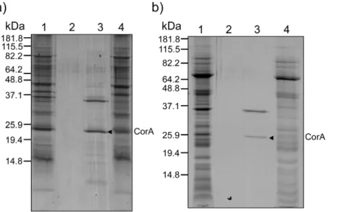 Figure 2. MALDI-TOF MS and MS/MS analyses of the PA-gel excised 26 kDa polypeptide. a) MALDI-TOF MS spectrum of trypsin-produced peptides derived from the 26 kDa polypeptide excised from the outer membrane fraction of low-copper grown M