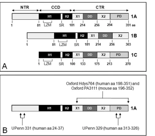 Table 1. Relative isoform affinity of dysbindin-1 antibodies tested.