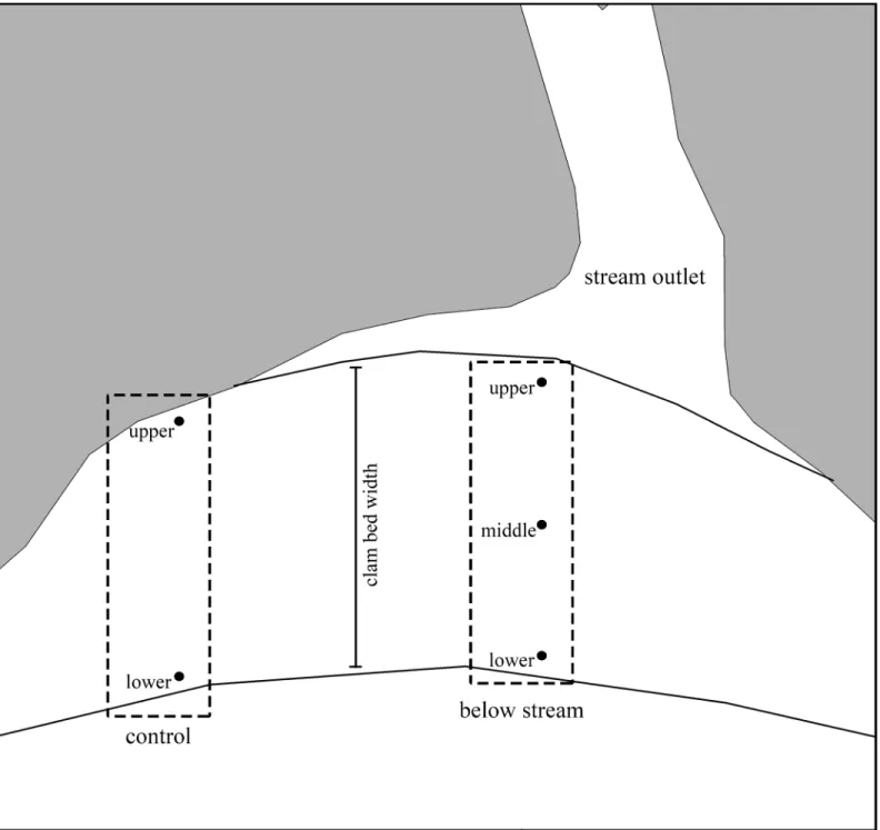 Fig 2. Sampling design. Upper, middle and lower clam bed zones were sampled below streams in 2008 and 2009, upper and lower zones were sampled in control locations in 2009.