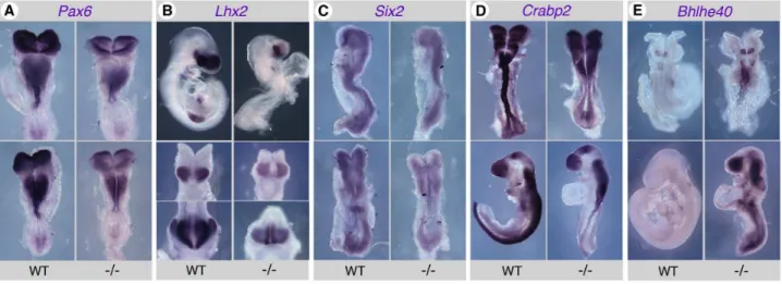 Figure 5. Validation of gene expression changes in Raldh2 2/2 embryos by in situ hybridization (ISH)