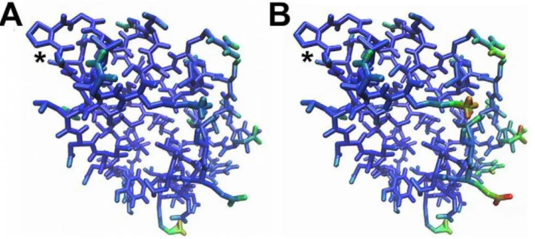 Figure 5. Motion gradient. View of one ArgRC subunit, with the L-arg binding site at the center of the hexamer at upper left (asterisk) and the outside of the hexamer at the right