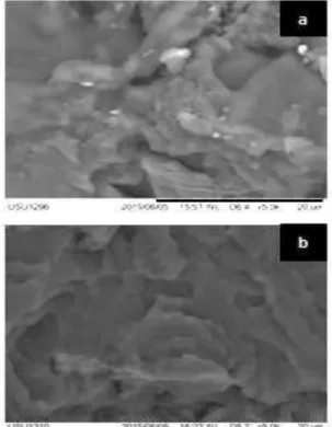 Figure 6 SEM micrographs of fractures : (a)  Bioplastics without fillers chitosan and plasticizer 