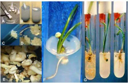 Fig. 2:  Consecutive stages of date palm somatic embryogenesis: a Explant isolation from shoot tip;  b Explant  establishment on culture medium; c Callus induction; d Callus multiplication cultures; e Development of  somatic embryos; f Germinated embryo sh