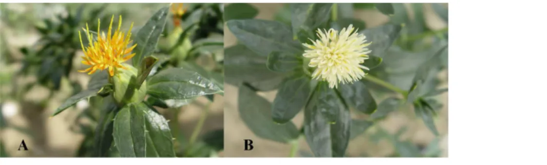Fig 1. Two lines of safflower. (A) yellow flower line. (B) white flower line.