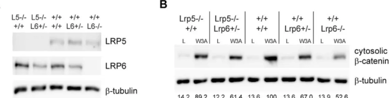 Figure 1. Lrp6 2 / 2 MEFs are less responsive than Lrp5 2 / 2 or WT MEFs to Wnt3a stimulation
