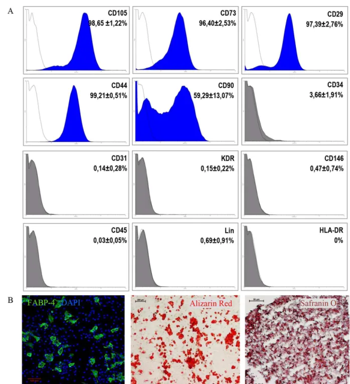 Fig 1. Phenotype and differentiation potential of CD105 + CD34 - cells selected from the MSC population (A) Phenotype and differentiation potential of CD105 + CD34 - cells selected from the MSC population isolated from fragments of heart tissue
