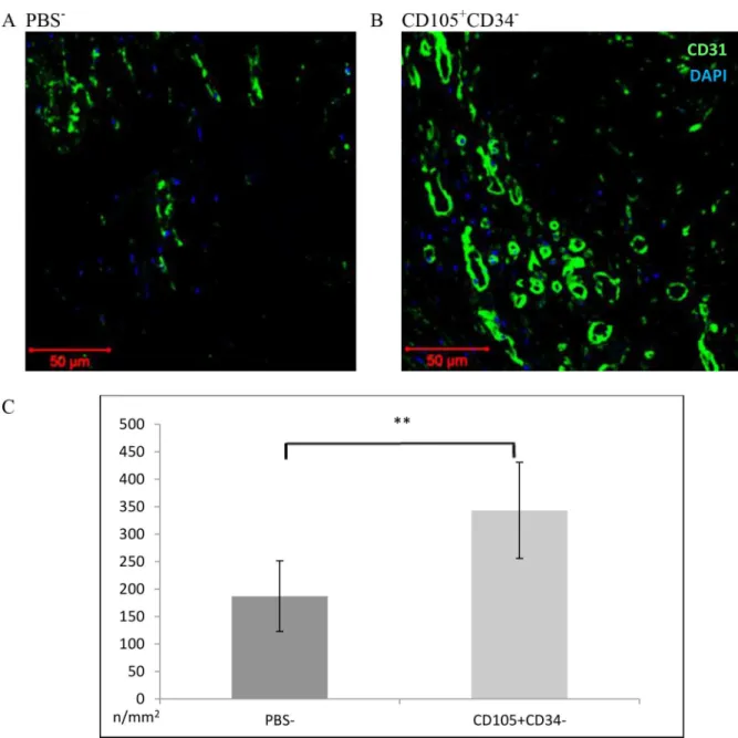 Fig 6A – 6C presents representative images of histochemical staining of a post-infarction scar 6 weeks after administration of CD105 + CD34 - cells or PBS - 