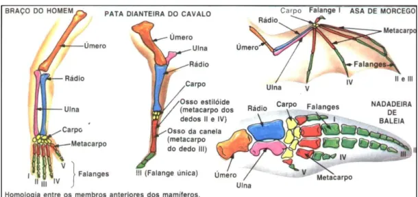 Figura 1. Evidências morfológicas. 