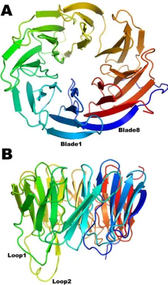 Figure 1. Structure of BamB. Top (A) and side (B) view of the eight bladed b-propeller fold of BamB color-ramped from blue (N-terminus) to red (C-terminus)
