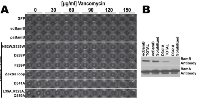 Figure 5. Features preventing b-augmentation in D strands of BamB. Three D-strands of BamB are shown as an orange alpha-carbon trace displaying three features that disfavors b-augmentation: The tryptophan in the docking motifs introduces a bulge in the str