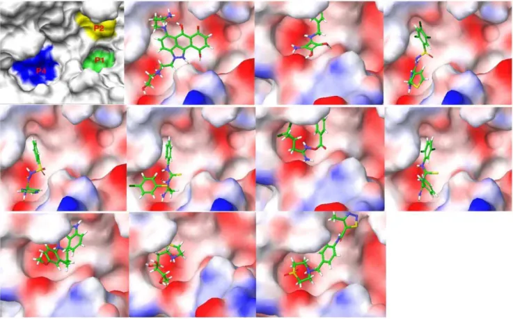 Figure 1. The binding surface of a homology model of mouse PC2 along with the top ten poses of the Maybridge database docked to PC2