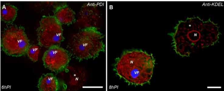 Figure 3. Mimivirus infection induces synthesis of host ER. A. polyphaga cells were infected at 10 MOI (multiplicity of infection), fixed at the indicated PI time points, and stained with phalloidin-488 actin probe (green) to trace cell border and DAPI (bl
