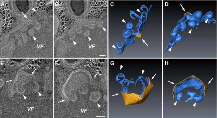 Figure 5. Assembly of icosahedral capsids on top of membrane sheets. A, B. 10 nm digital slices 40 nm apart derived from 320 nm STEM tomogram of 8-hour PI VFs, revealing formation of angular structures by a layer lying on top of open membrane sheets (arrow