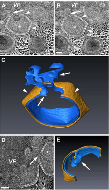 Figure 7. Trimming of open-sheet membrane surplus. A, B. Two 10 nm digital slices derived from a 320 nm-thick STEM tomogram from the periphery of an 8-hour PI Mimivirus VF, revealing that the inner viral membrane underlying an icosahedral capsid layer (arr