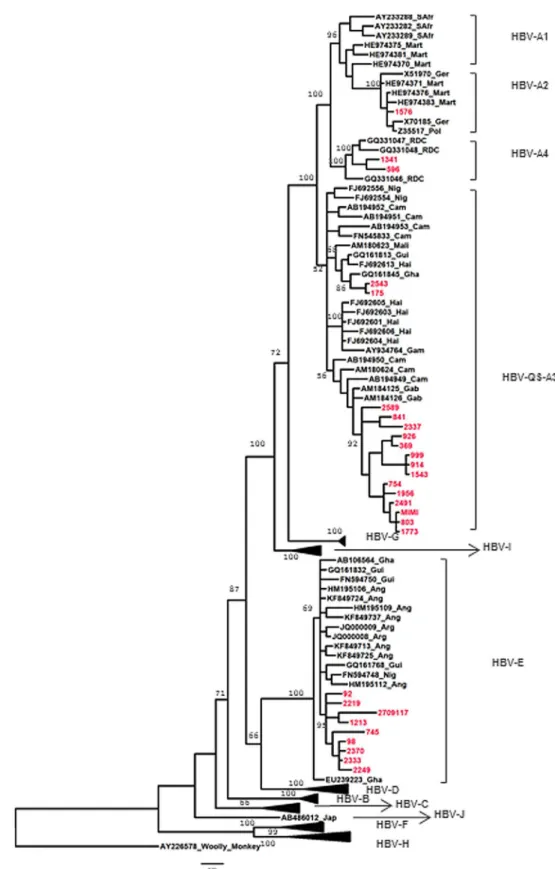 Fig 5. Phylogenetic analysis of a 765 bp HBV-S gene region from different HBV isolates, with Woolly Monkey strain (AY226578) as the root