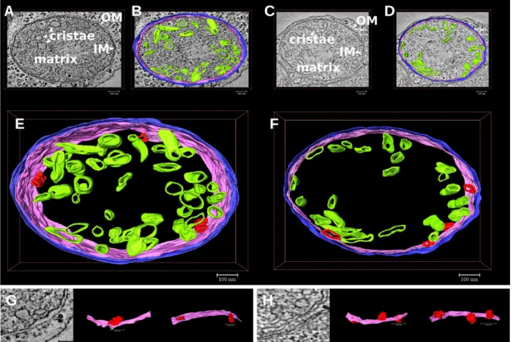 Fig 5. Three-dimensional models of leaf mitochondria from cucumber plants grown in control condition (C) or under Fe deficiency (-Fe)