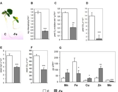 Fig 1. Physiological characterization of leaves from cucumber plants grown in control condition (C) or under Fe deficiency ( – Fe)