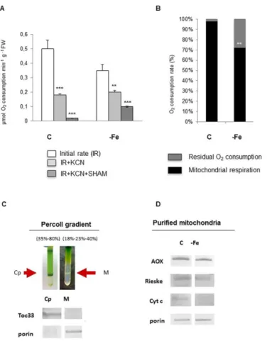 Fig 2. Mitochondrial functionality of leaves from cucumber plants grown in control conditions (C) or under Fe deficiency (-Fe)