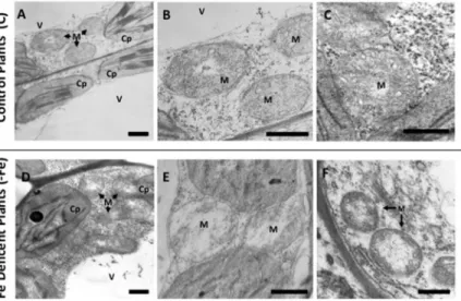 Fig 3. Transmission electron microscopy (TEM) analysis of leaf tissues from cucumber plants grown in control condition (C) or under Fe deficiency (-Fe)
