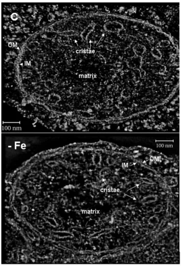 Fig 4. Tomograms of leaf mitochondria from cucumber plants grown in control condition (C) or under Fe deficiency (-Fe)