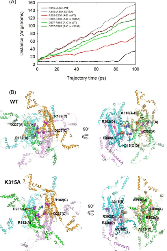 Fig 7. Molecular dynamics simulations. (A) The distances between the C α of specific residues located at the interfaces along the simulation