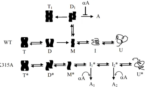 Fig 8. A working model proposed for the folding pathway of wild-type and K315A mutant δ -crystallin.