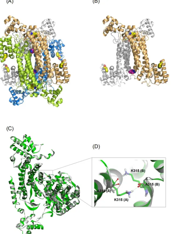 Fig 1. The structure of goose δ – crystallin. (A) The quaternary structure (PDB accession no: 1XWO) and (B) the A-B dimeric pairs from diagonal subunits.