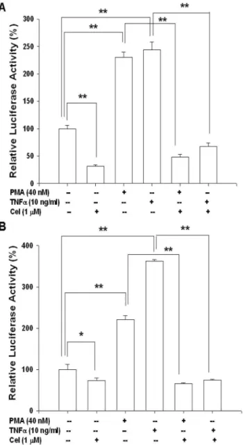 Figure 5. Celastrol blocks the activation of TNF a and PMA on interleukin-6 and NF- k B promoter activity