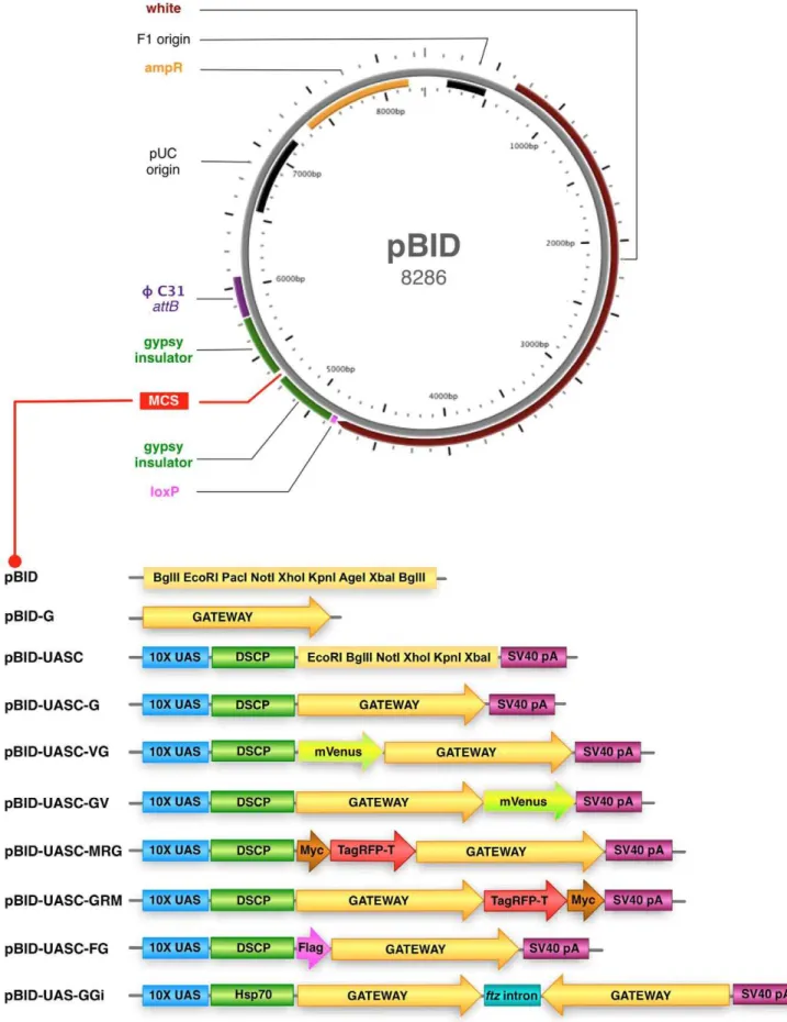 Figure 1. Overview of pBID vectors. Above: Map of the pBID vector (to scale). pBID includes a mini-white gene, a QC31 integrase compatible attB sequence (QC31 attB), a loxP site and an ampicillin resistance (ampR) gene