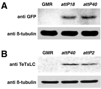 Table 1. caz mutants are rescued by transgenic genomic caz generated with pBID.